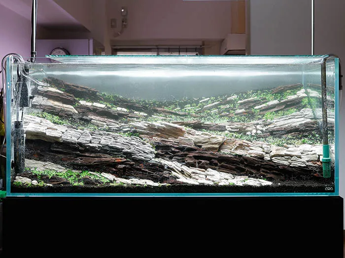 Aquascaping steps Color layers of the earth IAPLC 2024 - Kazuma Takeuchi / Japan